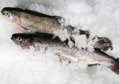 Seasonal Fishing Insights service image