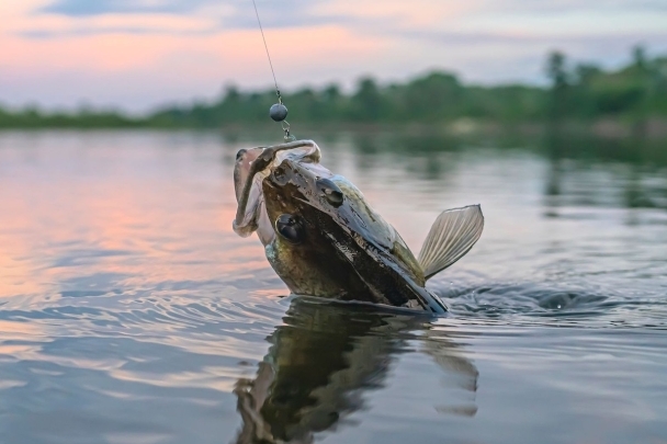 David Delavari’s Top Fishing Tips for Beginners and Pros Alike image